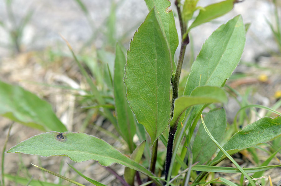 Inula conyzae